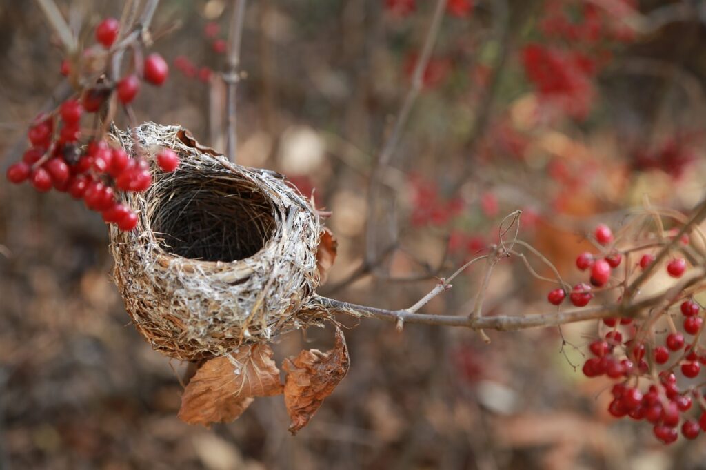 empty nest syndrome NLP bird's nest house