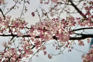Delicate pink cherry blossoms bloom on tree branches.