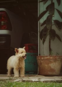 A small, fluffy dog stands near a potted plant.