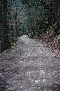 bare tree pathway