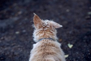 a dog sitting on the ground