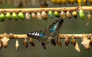 blue and black butterfly on brown stick