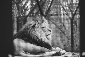 a black and white photo of a lion laying down