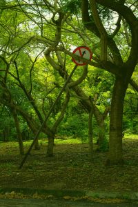 A red and white street sign sitting in the middle of a forest