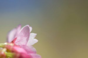 a close up of a pink flower with a blurry background