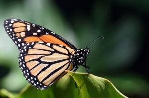 T is for Transformation Pivot Coaching Monarch butterfly