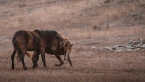 A brown horse standing on top of a dry grass field