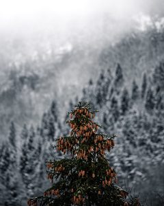 green pine tree covered with snow